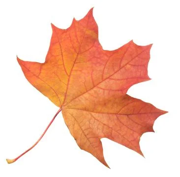 A leaf of a maple tree is shown in full color. The leaf is red and has a slig Stock Photos
