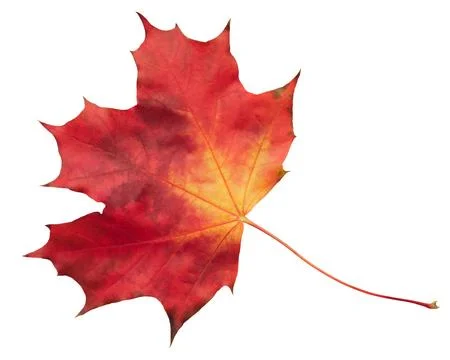 A leaf of a maple tree is shown in full color. The leaf is red and yellow, an 스톡 사진