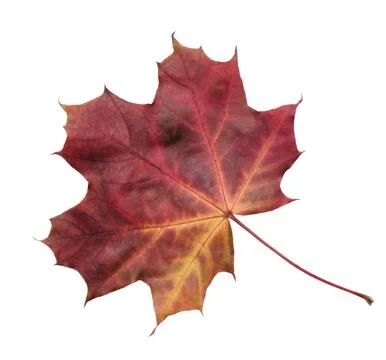 A leaf of a maple tree is shown in full color. The leaf is red and yellow, an Stock Photos