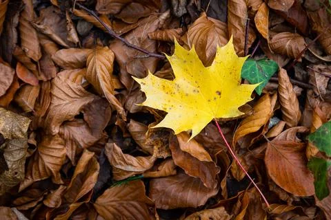 Leaf of maple tree in yellow color is on the background of brown leaves. Foto stock