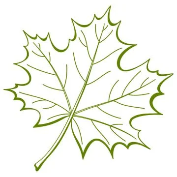 Leaf of a maple, vector Stock Illustration