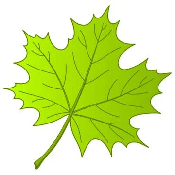 Leaf of a maple, vector Stock Illustration