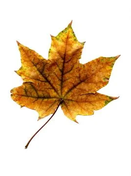Leaf of the maple on white background. Leaf of the maple on white backgrou... Stock Photos