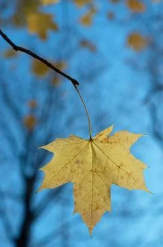 Leaf maple wood 스톡 사진