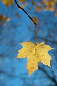 Leaf maple wood Stock Photos