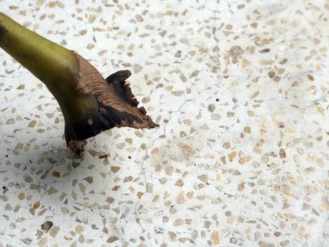 Leaf on a Marble Stock Photos