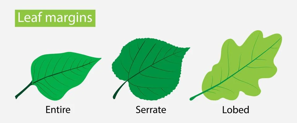 Leaf margins, the structure or appearance of the margins of the leaves Stock Illustration