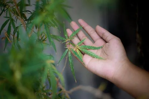 Leaf of marijuana in hand. Foto stock