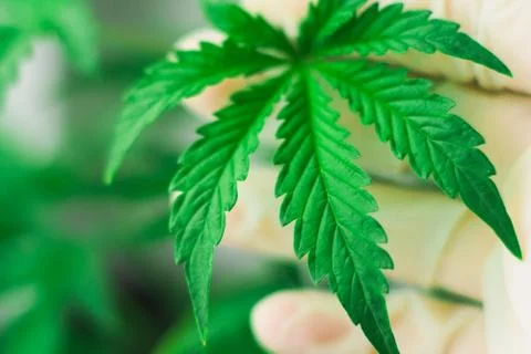 A leaf of marijuana in the hands of a doctor Concepts of legalizing medicinal Foto stock