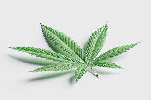 Leaf of a marijuana plant is shown in a close up Stock Illustration