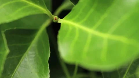 Leaf Medium Stock Footage 8151428