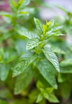 Leaf of mentha Stock Photos