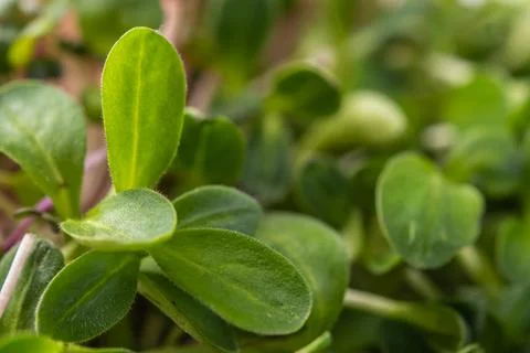 Leaf of microgreens, selective macro focus Stock Photos
