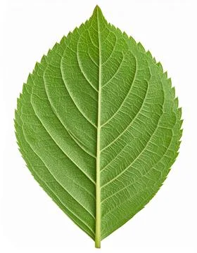 Leaf Midrib Isolated on White Background, Central Vein Structure of Leaf Re.. Stock Photos