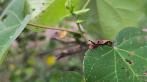Leaf Mimic Caterpillar on Green Leaf Video stock 338398907