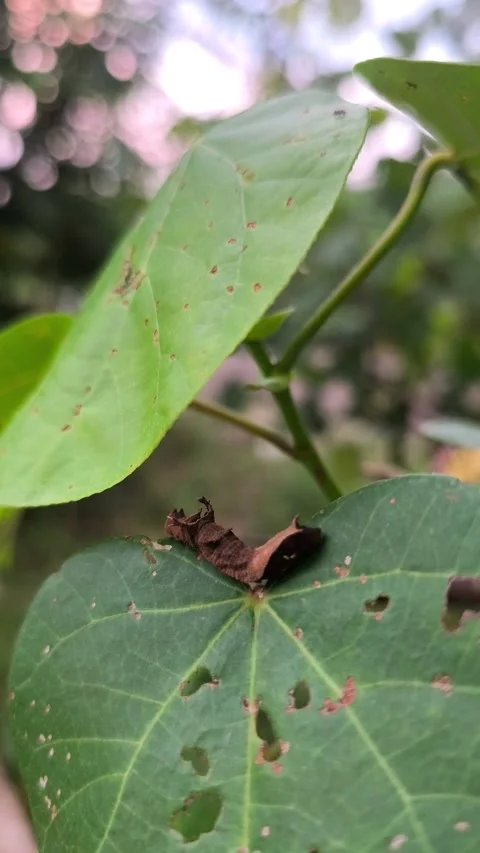 Leaf Mimic Caterpillar on Green Leaf Stock Footage 338398916