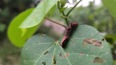 Leaf Mimic Caterpillar on Green Leaf Stock Footage 338398917