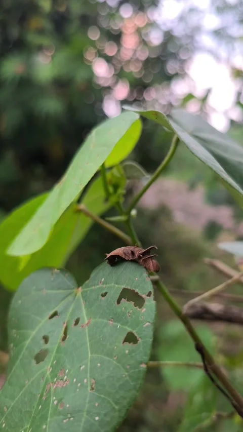 Leaf Mimic Caterpillar on Green Leaf Video stock 338398918