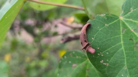 Leaf Mimic Caterpillar on Green Leaf Stock Footage 338398944