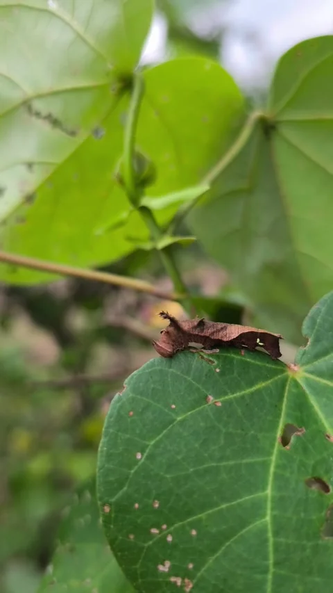 Leaf Mimic Caterpillar on Green Leaf Stock Footage 338398947