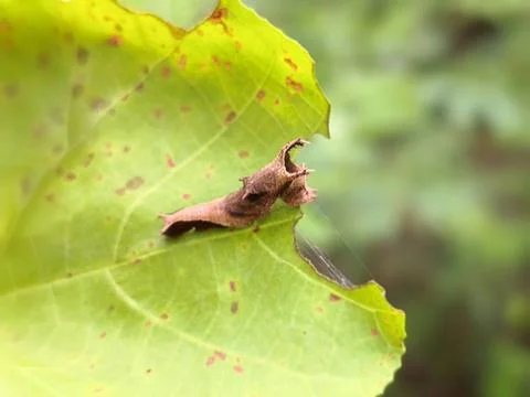 Leaf Mimic Caterpillar on Green Leaf Stock Photos
