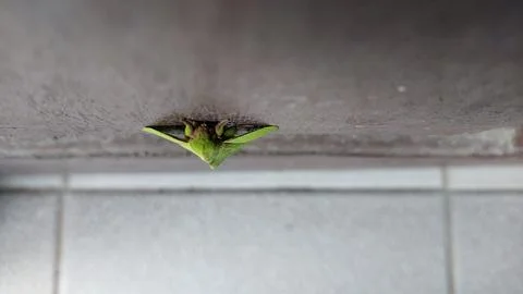 Leaf-Mimic Insect Perched on a Wall Foto stock