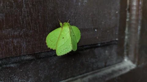 Leaf-Mimic Insect Perched on a Wall Stock Photos