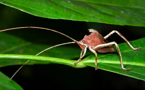 Leaf-mimic katydid in Belize Stock Photos