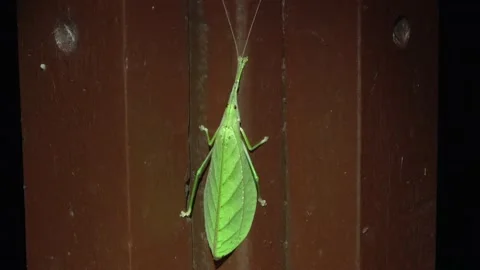 Leaf mimic katydid, Malaysia Stock Footage 159638452