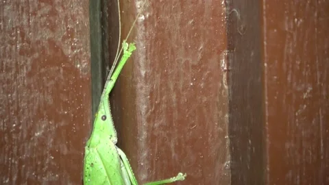Leaf mimic katydid, Malaysia Stock Footage 159638482