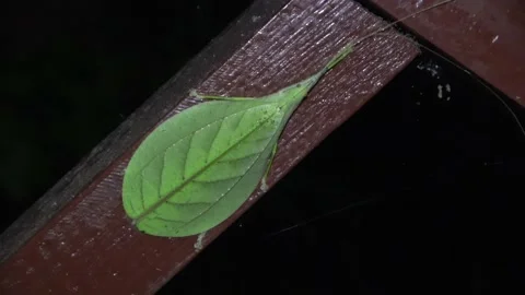 Leaf mimic katydid, Malaysia Stock Footage 159638484