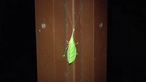 Leaf mimic katydid, Malaysia Stock Footage 159638490