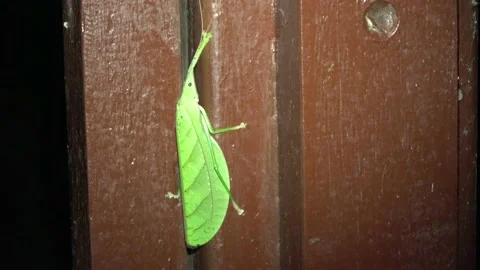 Leaf mimic katydid, Malaysia Video stock 159638510