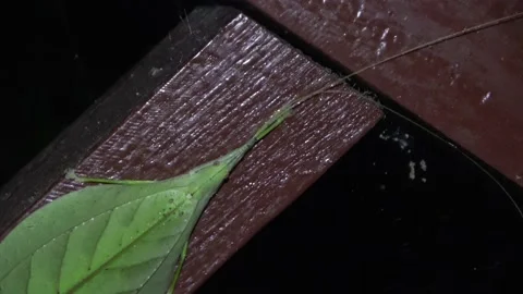 Leaf mimic katydid, Malaysia Stock Footage 159638526