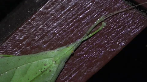 Leaf mimic katydid, Malaysia Stock Footage 159638553