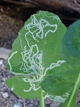 Leaf miner damage forming serpentine tunnels on a green vegetable leaf Stock Photos