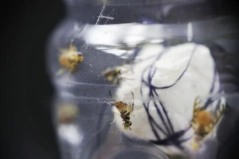 Leaf miner fly trapped in a trap Stock Photos