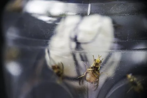 Leaf miner fly trapped in a trap Stock Photos