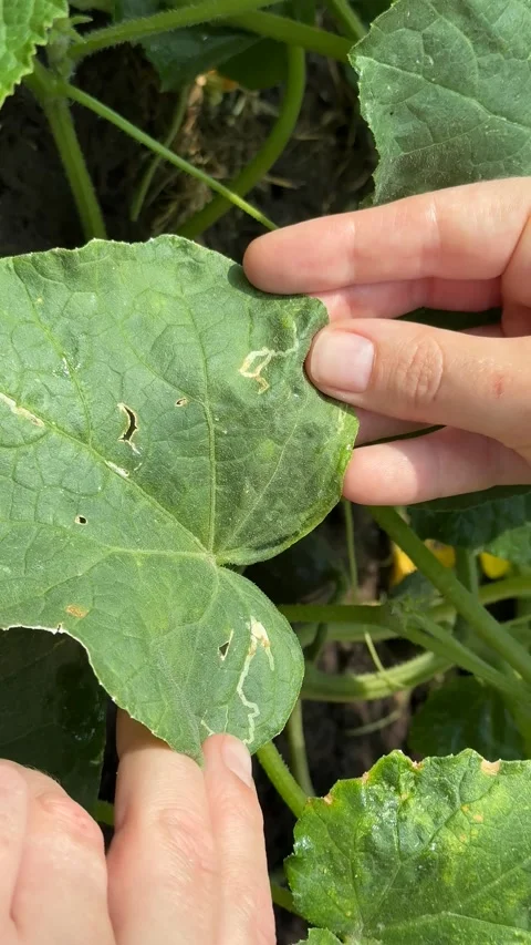 Leaf Miner Inspection Stock Footage 311658581