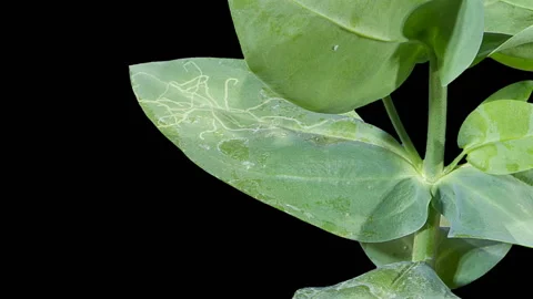 Leaf miner on the leaves of Eustoma flower buds ALPHA matte (Liriomyza), time Stock Footage 114303079
