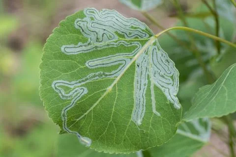 Leaf miner Stock Photos