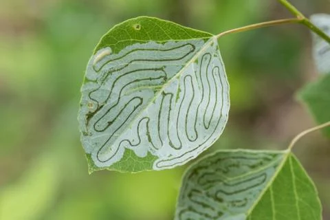 Leaf miner Stock Photos