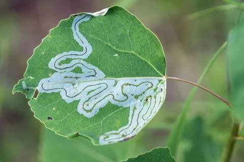 Leaf miner Stock Photos