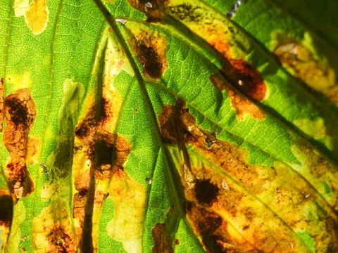Leaf miner tracks in chestnut Stock Photos