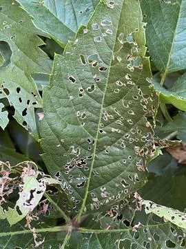 Leaf mining disease 写真素材