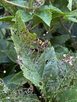 Leaf mining disease 写真素材