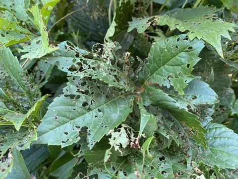 Leaf mining disease 写真素材