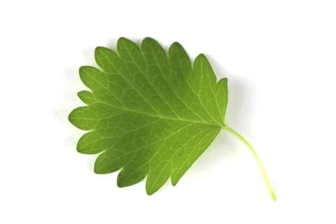 Leaf minor subsp aromatic herb studio spices Stock-Fotos