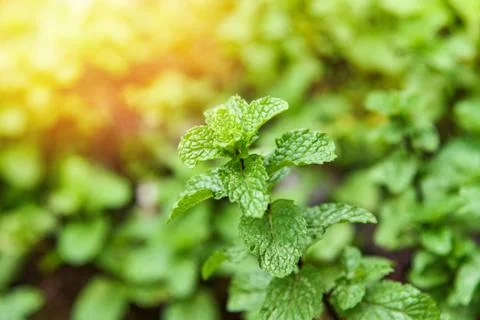 Leaf Mint background Peppermint leaf green plants in garden herbs and food Th Stock Photos