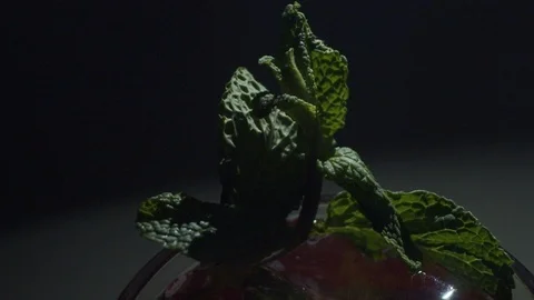 Leaf mint in a cocktail Video stock 107168114